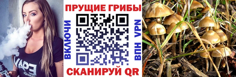 Галлюциногенные грибы Psilocybine cubensis Мценск